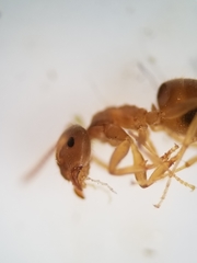 Lasius aphidicola