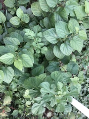 Morus indica