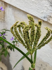 Eleusine coracana