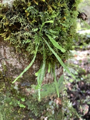 Notogrammitis angustifolia nothofageti