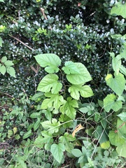 Morus indica