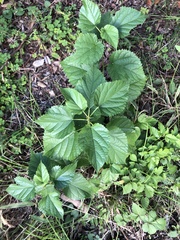 Morus indica