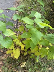 Morus indica