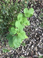 Morus indica