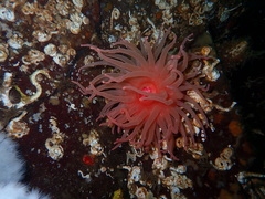 Cribrinopsis fernaldi