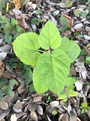 Morus indica