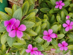 Catharanthus roseus