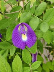 Clitoria ternatea