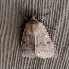 Orthosia arthrolita