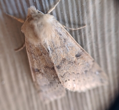 Orthosia arthrolita