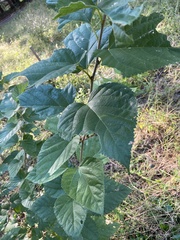 Morus indica