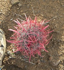 Ferocactus gracilis gracilis