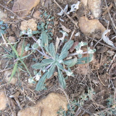Guilleminea densa