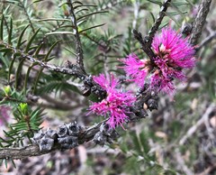 Melaleuca wilsonii
