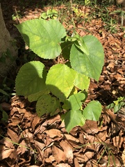 Morus indica