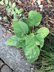 Morus indica