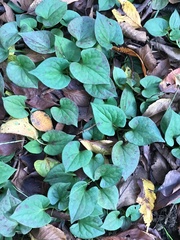 Houttuynia cordata
