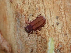 Platisus angusticollis