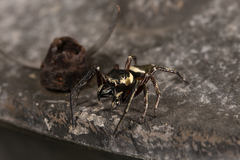 Salticinae