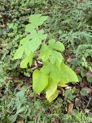 Morus indica