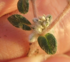 Guilleminea densa