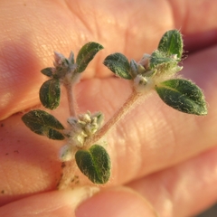 Guilleminea densa