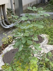 Morus indica