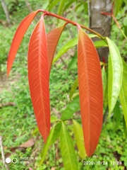 Garcinia nigrolineata