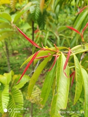 Garcinia nigrolineata