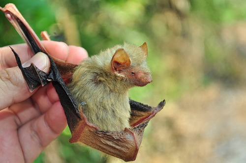 Tickell's False Serotine (Hesperoptenus tickelli)