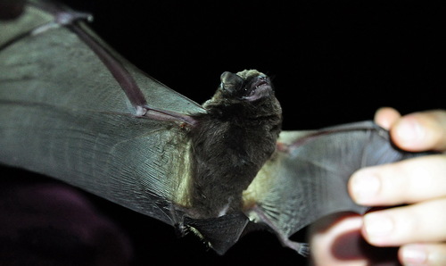 Large Long-fingered Bat (Miniopterus magnater)