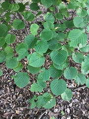Magnoliopsida