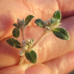 Guilleminea densa