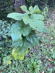 Morus indica