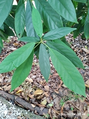 Baccaurea ramiflora