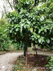 Baccaurea brevipes