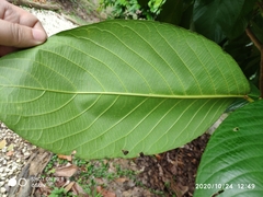 Baccaurea brevipes