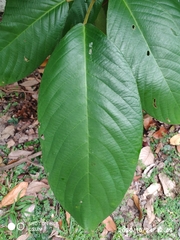 Baccaurea brevipes