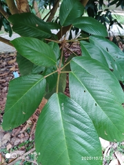 Baccaurea brevipes