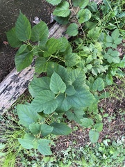 Morus indica