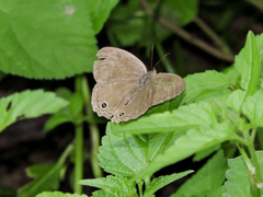 Cissia themis