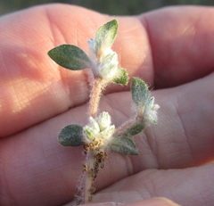 Guilleminea densa