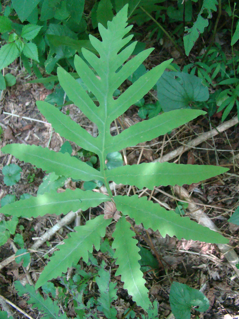 Sensitive fern (Ferns and Fern Allies of Floracliff Nature Sanctuary