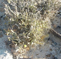 Cylindropuntia tesajo