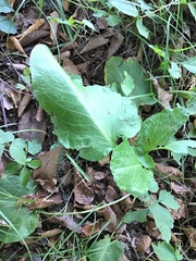 Rumex