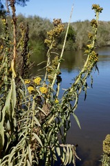 Solidago confinis