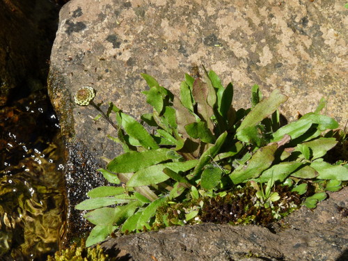 Riuwaka woollyhead (Craspedia huriawa)