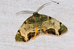 Achrosis incitata
