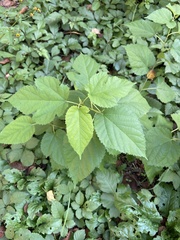 Morus indica