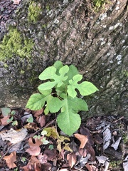 Morus indica